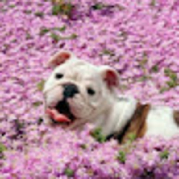 Meet your Posher, Megan - Picture 1 of 1